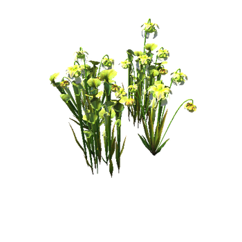 Flower_Green Pitcher2_1